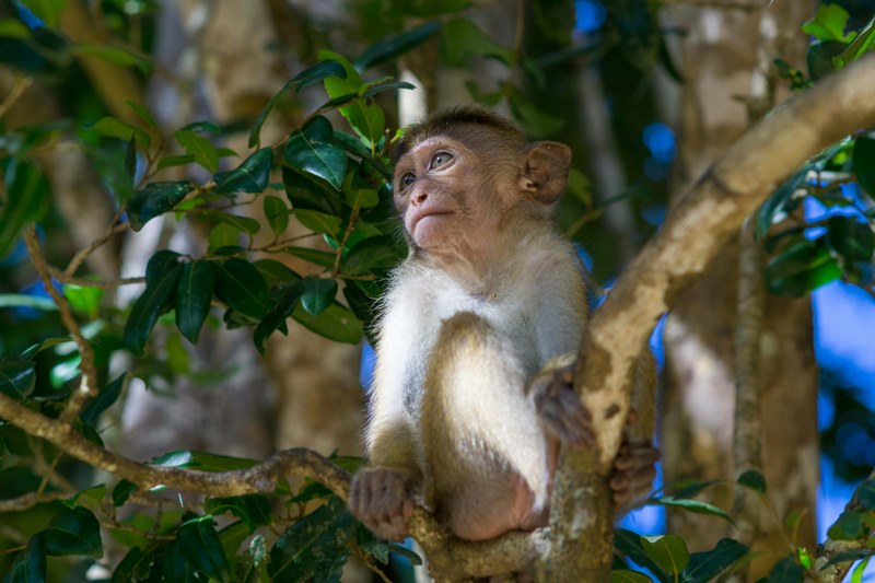 Sri Lanka Nationalparks