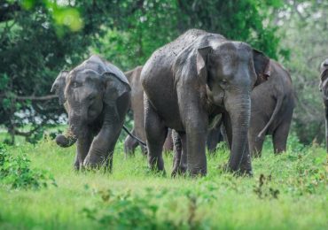 Sri Lanka Tiere