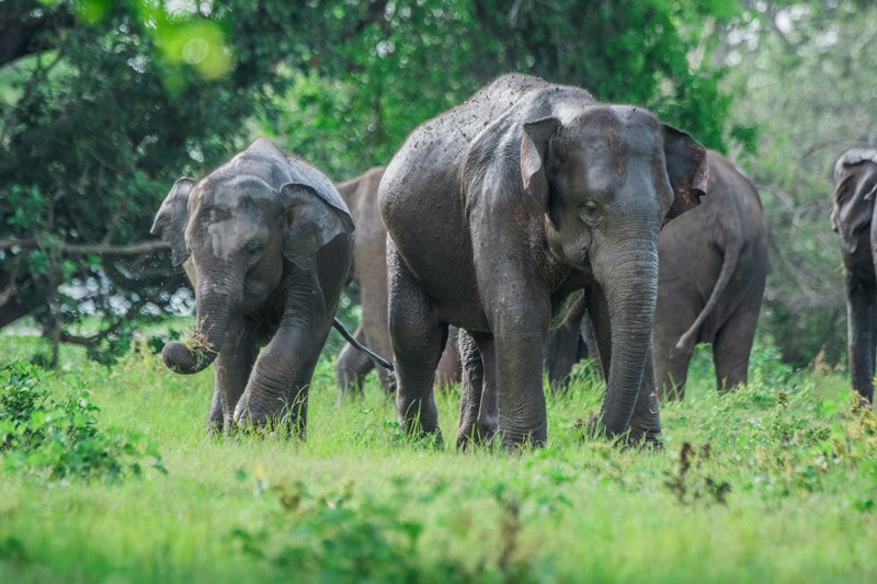 Sri Lanka Tiere